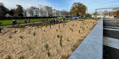 Photo de la micro-forêt, devant la passerelle du bâtiment B